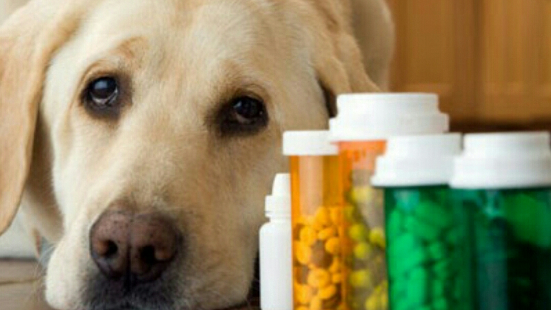 هل يُمكن استخدام الأدوية البشرية على الحيوانات الأليفة؟ - فيديو